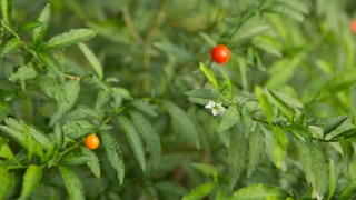 Red berries, Merri Creek